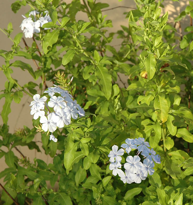 Plumbago auriculata 'alba' en fleurs dans un environnement ensoleillé